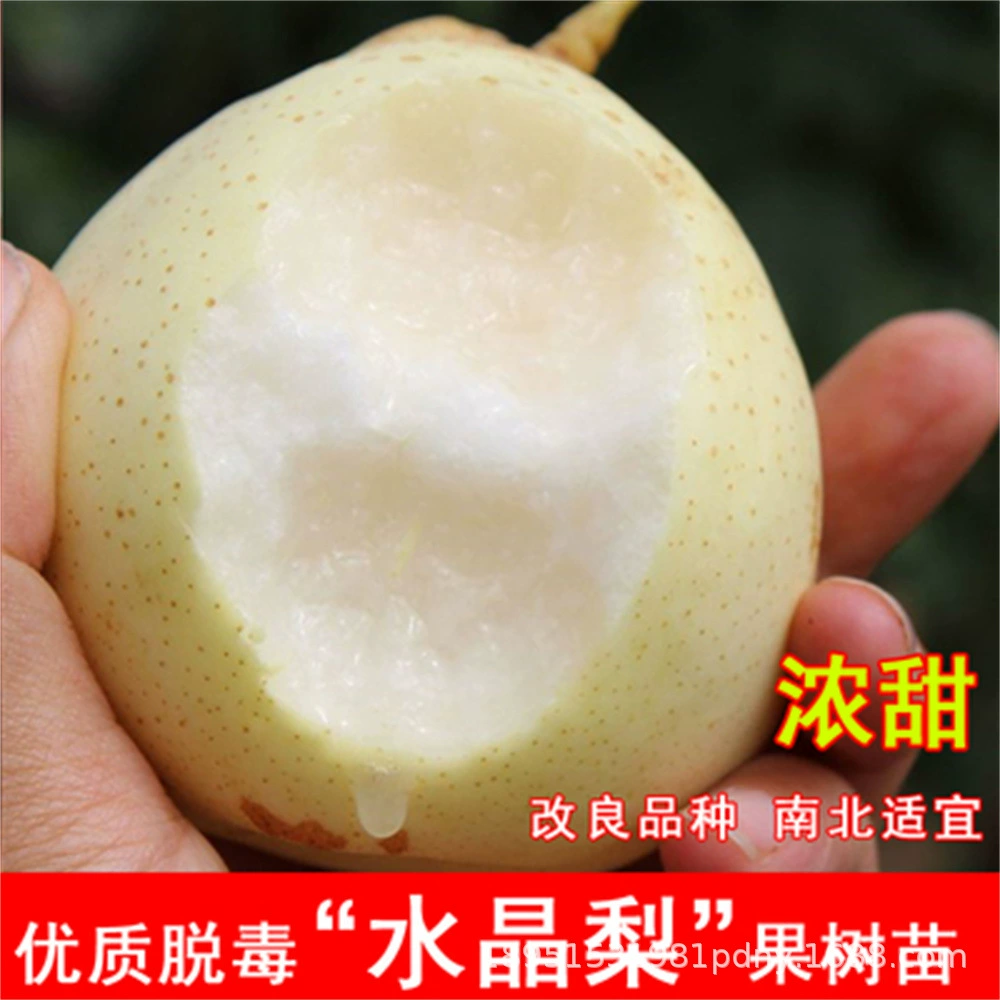 Привитые саженцы груши бергамота, позднеспелые саженцы уродливых груши, очень большой хрустящий сладкий таз, посаженный в Северо-Южном дворе, результаты посадки за год