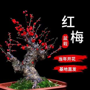 ԭ������t÷���G÷���Ԙ����D÷�Ϙ��҃�ͥԺ�����ͻ����ͺ�ֲ��