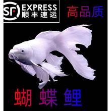 蝴蝶鲤鱼球体短身大鳍长尾冷水鱼锦鲤红色观赏鱼苗