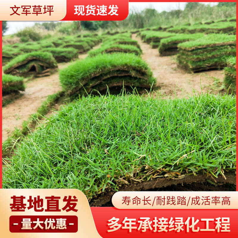 基地直发四季青真草足球场耐践踏耐寒耐旱绿化工程果岭草草皮草坪