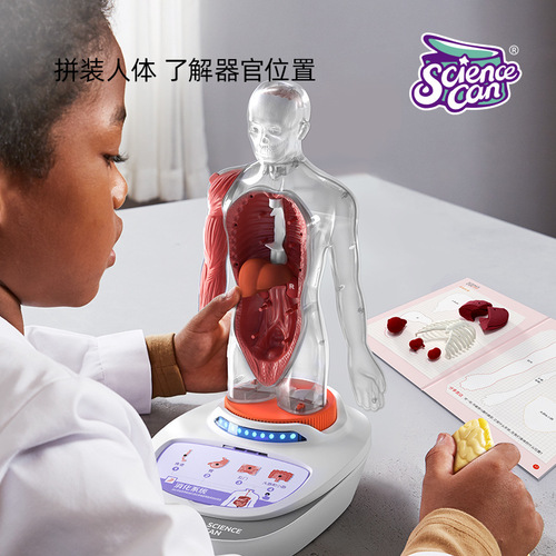 Scientific Canned Human Anatomy Model Organs Detachable Children's Teaching Toy Our Body Speech Encyclopedia