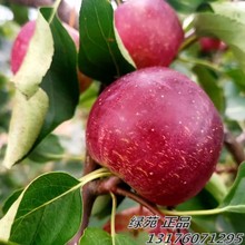 新品种龙丰果树苗嫁接苗东北大秋果苗耐寒南北方沙果树苗盆栽地栽