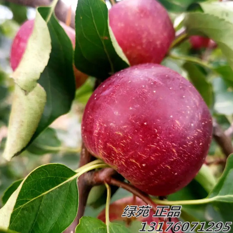 新品种龙丰果树苗嫁接苗东北大秋果苗耐寒南北方沙果树苗盆栽地栽