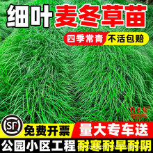 细叶麦冬草苗日本矮麦冬玉龙草四季常青耐寒耐旱工程道路园林绿化