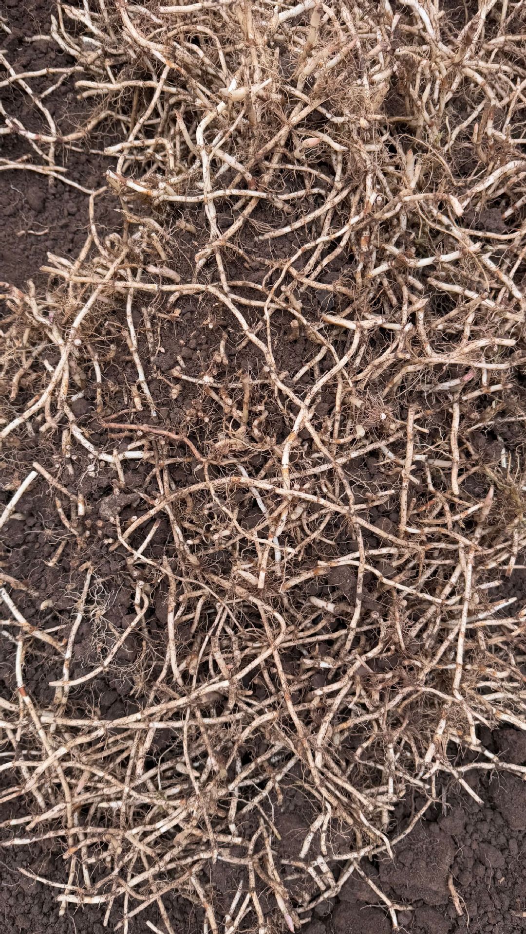 鱼腥草种植2 (21).jpg