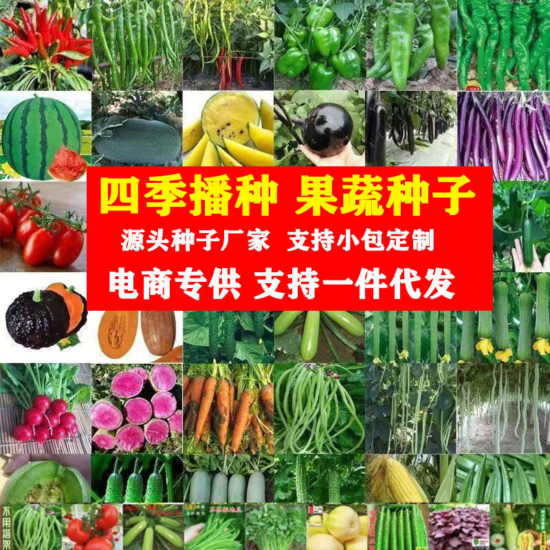 批发四季蔬菜种子大全室内外阳台庭院播种香菜生菜草莓辣椒菜种子