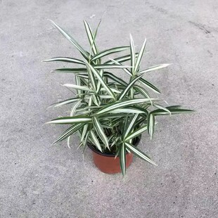 Miniature Bamboo Panda Bamboo Indoor Courtyard Potted Plant Bamboo Seedling Bamboo Bonsai Pot