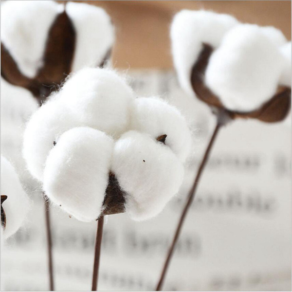 Single stem of dry cotton