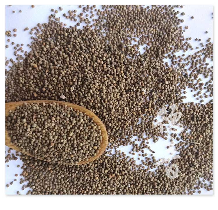 Perilla Seed Zi Su Zi 500g Dried Fructus Perillae Culinary Herb from Hebei quality and texture