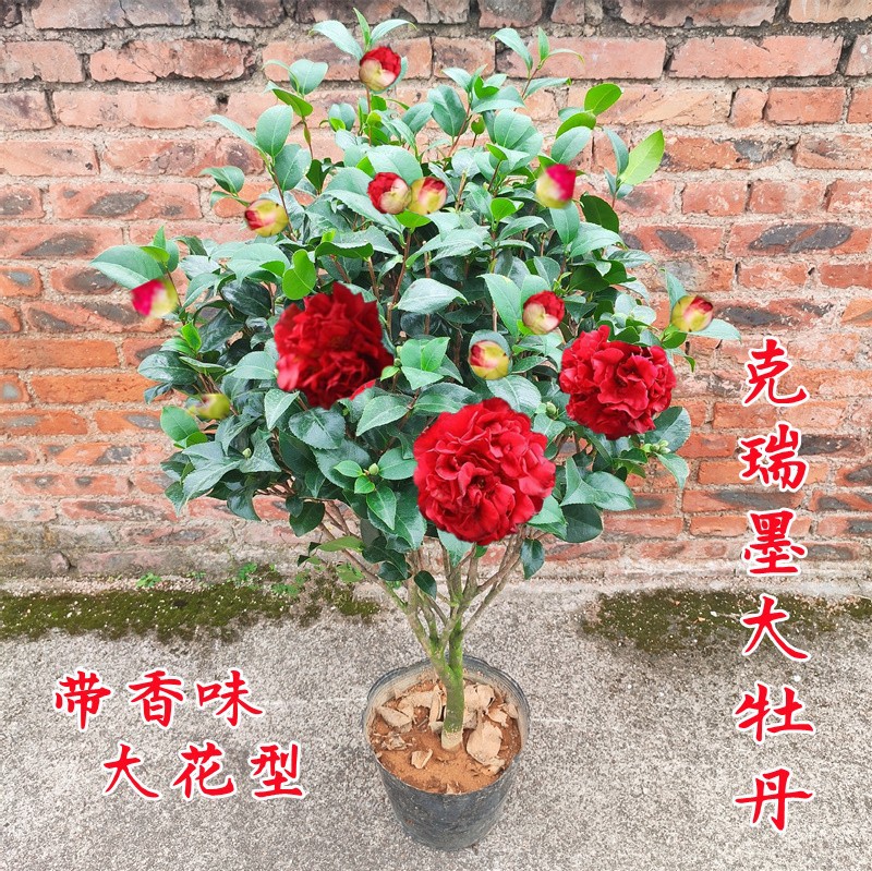 香妃山茶花盆栽带花苞五色赤丹花卉植物室内好养茶花树苗四季开花