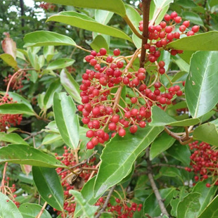 ��������N�ӾG�h�h�ʠ��G���е���N���ј�N��4