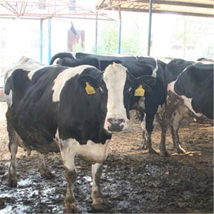 奶牛1