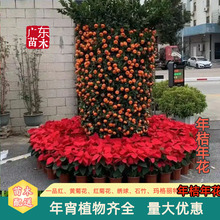 �����껨����������Ԏ������������辰���I�@�k�����̈���ɰ��