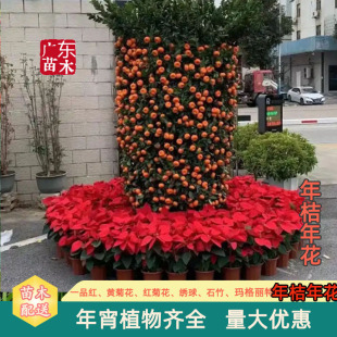 �����껨����������Ԏ������������辰���I�@�k�����̈���ɰ��