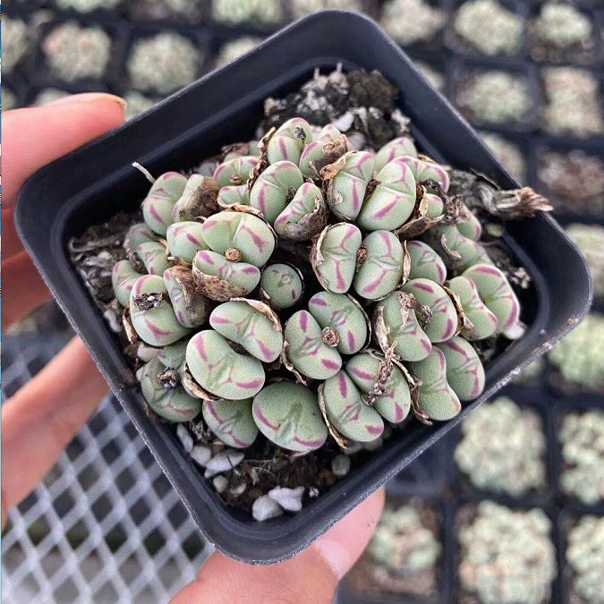 Группа мясных конусов (мозговидных конусов), 25-30 голов, прямые продажи от производителя Stone Flower, оптом, выгодная цена.