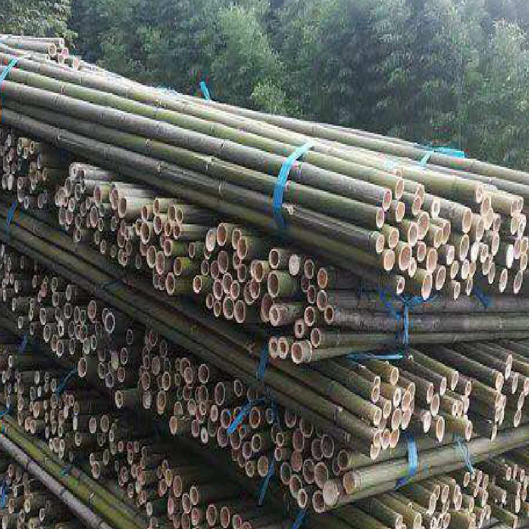 Происхождение продажи бамбука Мосо, бамбука, бамбука, немного зеленая поддержка