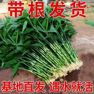 ���F��ˮ�B�͏d����ˮ��ֲ����������ؔ���~�Ӵ��҃ȼ����D�\��