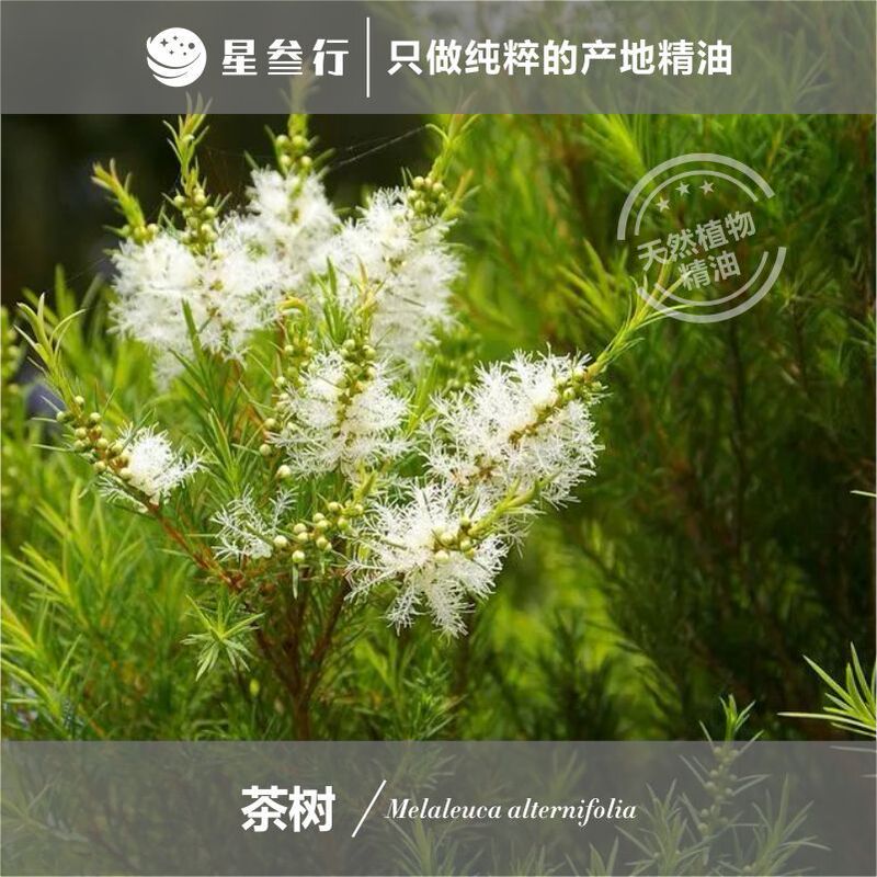 Australian tea tree essential oil Australia imported natural plant essential oil aromatherapy aromatherapy care essential oil wholesale