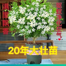 【基地批发绿植】四季开花九里香盆栽好养阳台花种植清香木