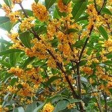 桂花树苗地栽大型桂花树庭院浓香型桂花金桂丹桂四季桂盆栽桂包邮