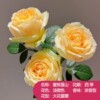 Rose seedlings Yunnan Rose Potted Plant Slap Four Seasons Blossoming Old Piles and Fragrant Fragrant Flower Plant Seedlings