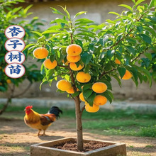 特大杏树苗带土球甜杏苗巨蜜王嫁接杏子苗果树当年结果南北方种植