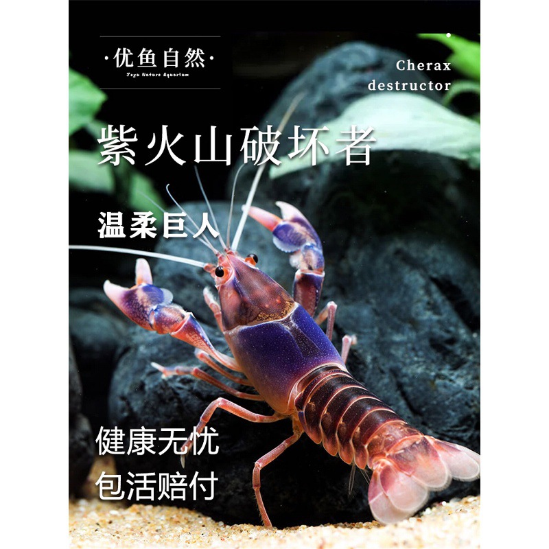 紫火山破坏者虾观赏虾鳌虾小龙虾冷水饲养淡水宠物虾