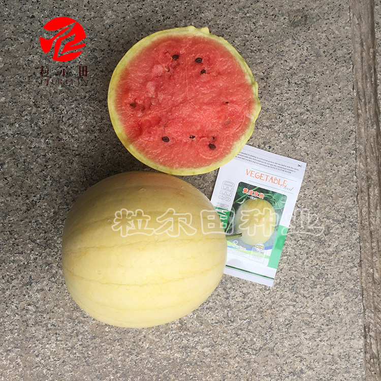 礼品西瓜小型黄皮红瓤西瓜京欣西瓜种子 粒尔田黄皮京欣西瓜种籽
