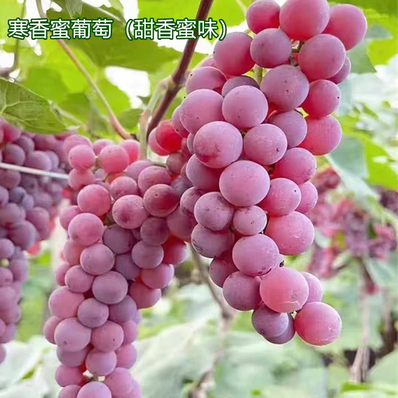 Виноградные саженцы Кёхо, виноград холодного вкуса, круглолистный виноград, виноград Сансайт Роуз, ароматный зеленый виноград, сладкие саженцы.