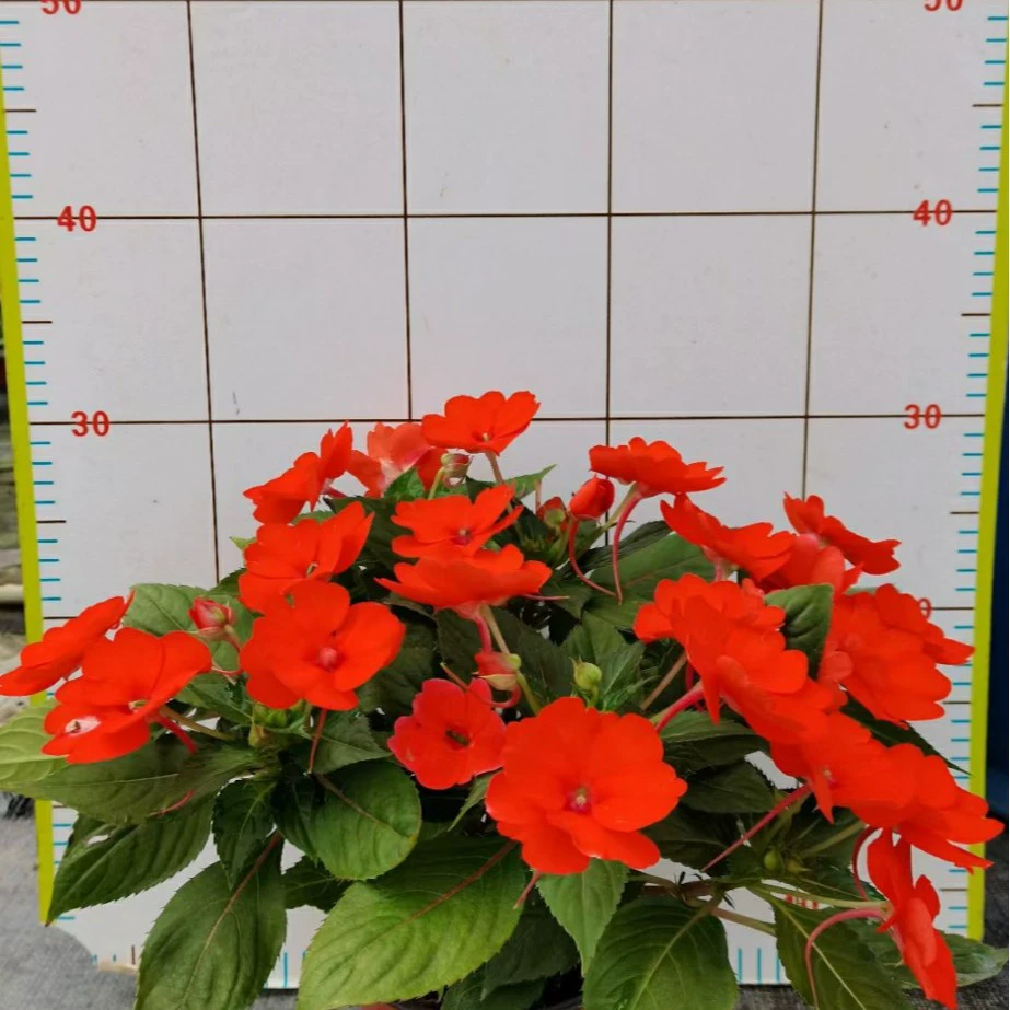 2201 база оптовая поставка супер феникс в горшках