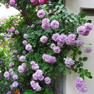һ�����l�ٱ��{ɫ����¼���������õ�����Ի���ֲ���Nޱ����Gֲ