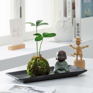 Mexican Iron Moss Ball Hydroponic Plant Potted Desktop Balcony Courtyard Shape Bonsai Beautiful Four-Leaf Clover Lucky