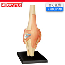 4D Masterϥ�ؽڹ���ϥ���ʹ�����ģ�ͽṹ����ҽѧ��ѧ�̾�