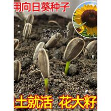 ����ʳ�����տ��N�� �����ļ�������� �����߲˿����Ѹ߮a�ͺ���