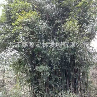 Supply of Rigid Bamboo, Arrow Bamboo, Water Bamboo, Spotted Bamboo, Sacred Bamboo, Green Bamboo, Tortoise Bamboo, Green Bamboo, Bamboo