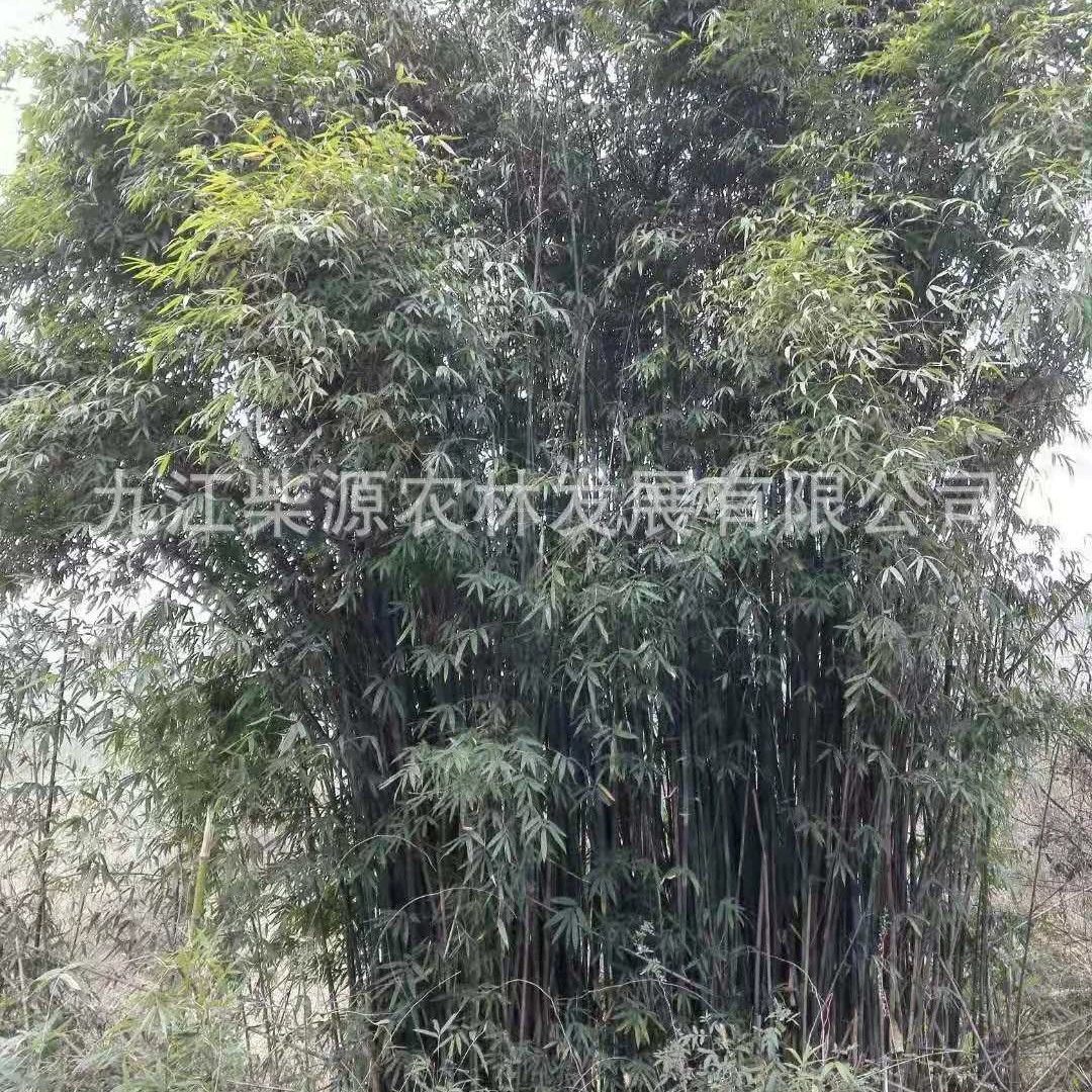 Поставка жесткого бамбука, стрелочного бамбука, водного бамбука, пятнистого бамбука, священного бамбука, зеленого бамбука, черепахового бамбука, зеленого бамбука, бамбука.