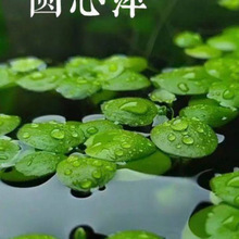 ˮ��Ƽ�A��Ƽ����ˮ�|ˮ��GֲͥԺ�k�����~�r�����쾰Ư��ˮ