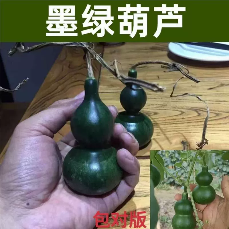 Новые семена нефритовой тыквы, семена нефритовой тыквы, семена темно-зеленой тыквы, очень маленькое плоское дно, устойчивое сидение
