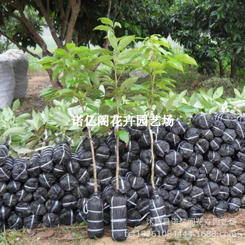 龙眼树苖大苗嫁接苗储良四季矮化老桩石峡龙眼树小苗果苗桂圆树苗