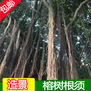 Banyan Tree Root Natural Vine Dragon Root Dumpwood Rhododendron Root Fish Tank Aquarium Clear Water Landscape Movie Decorative Props