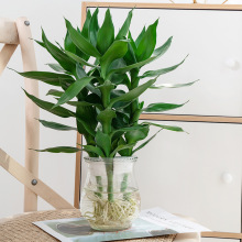 �^�����F��ˮ��ֲ����l؛�k���҃����Կ͏d�����׻�ֲ��ˮ�B