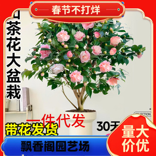 һ�����l����ɽ�軨���Ԙ��玧������ɫ�൤�ļ��_�����҃�ֲ���
