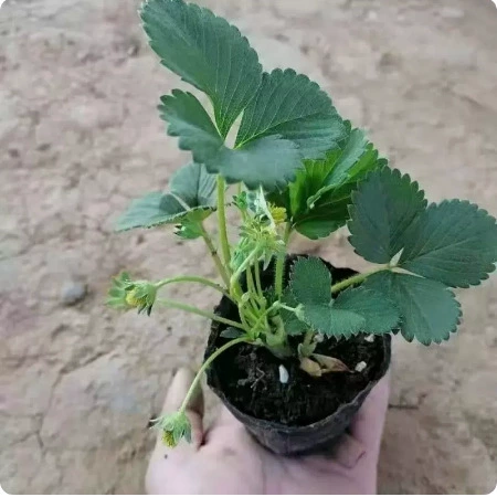 Четыре сезона клубники в горшке с земляничным сливком