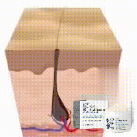 EELHOE Haarpeeling-Reinigungscreme gegen Schuppen auf der Kopfhaut, lindert Juckreiz, flauschiges, feuchtigkeitsspendendes, dichtes Haar, Haare_voghion.com