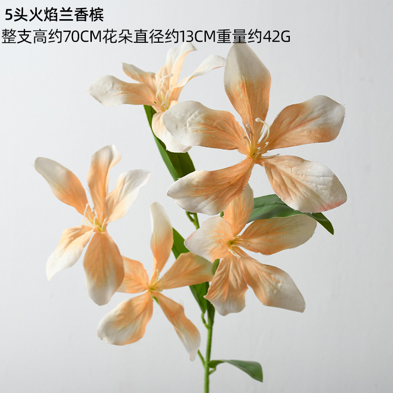 5-headed flame orchid champagne