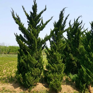 Pine and Cypress Saplings, Pine Saplings, Tower Cypress Saplings, Tower Pine and Arborvitae Saplings, Dragon Cypress Saplings, Round Cypress and Flat Cypress, Evergreen All Year Round