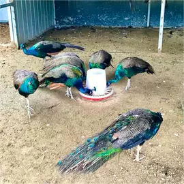 鲜/活禽类;特种珍禽;招财摆件