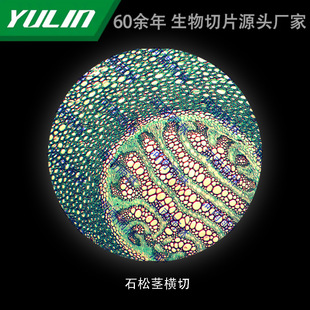 Stone Pine Stem Cross Cut College Medical School Use Tissue Disease Marble Wax Slide Specimen Microscope