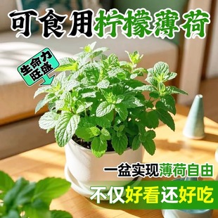 Mint Potted Mosquito Repellent Hydroponic Plant Indoor Large Pot Edible Mint Leaf Green Plant Easy to Maintain Mosquito Repellent and Insect Repellent Plant