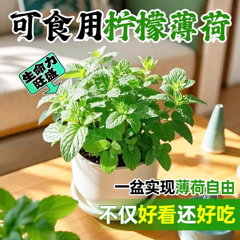Mint Potted Mosquito Repellent Hydroponic Plant Indoor Large Pot Edible Mint Leaf Green Plant Easy to Maintain Mosquito Repellent and Insect Repellent Plant